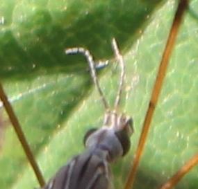 Tipula sp.